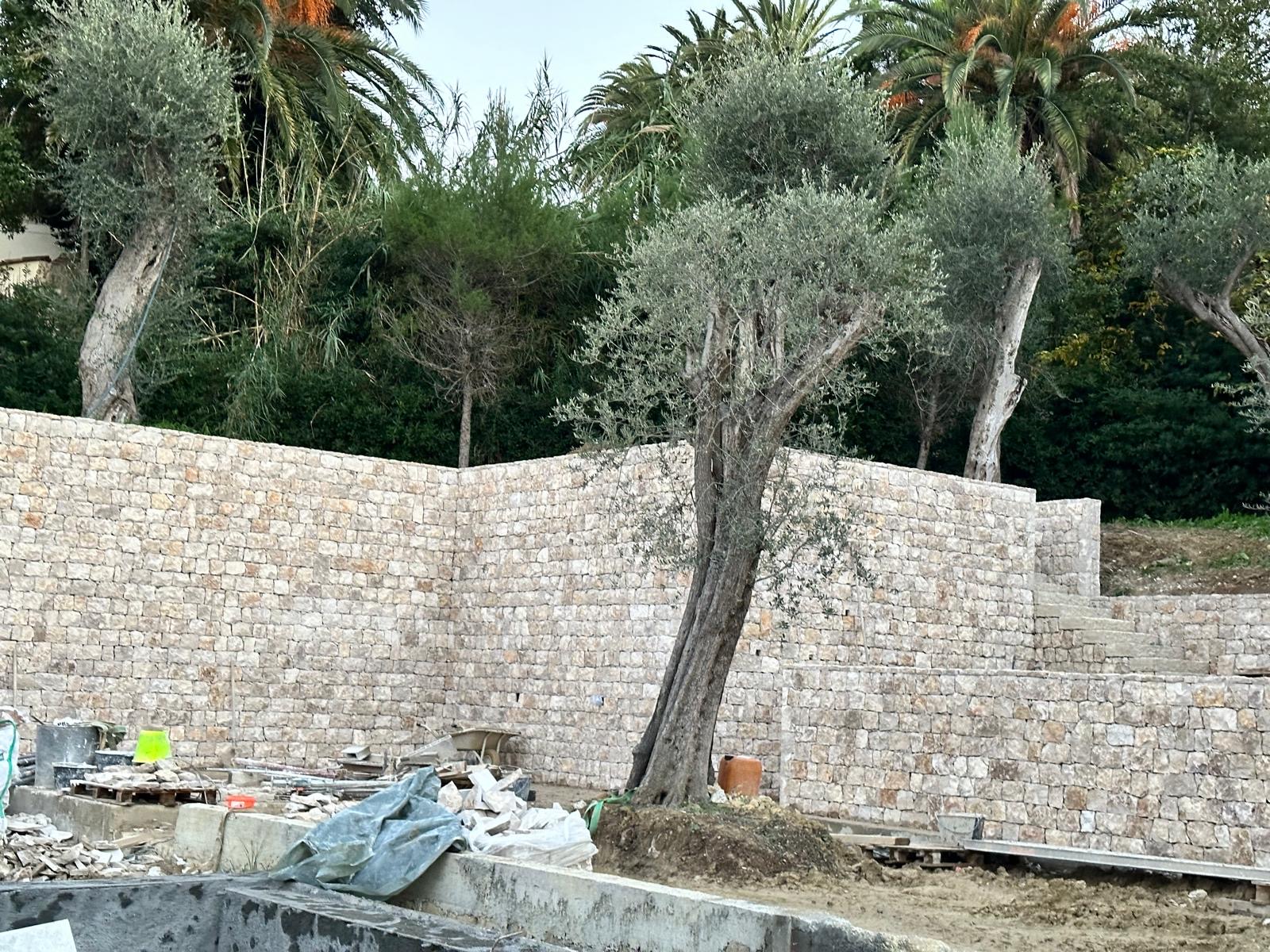 Muro in pietra con olivi